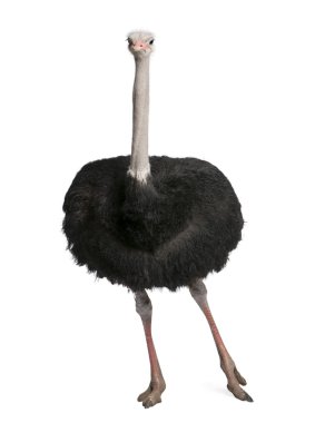 Male ostrich - Struthio camelus clipart