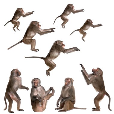 Many views of Baboon in differents size and position clipart