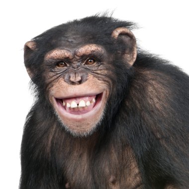 Genç şempanze - Simia troglodytes (6 yaşında)