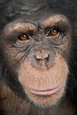 Close-up on a head of a Young Chimpanzee - Simia troglodytes (5 clipart