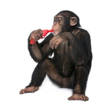 Young Chimpanzee playing with a gun (5 years old) clipart