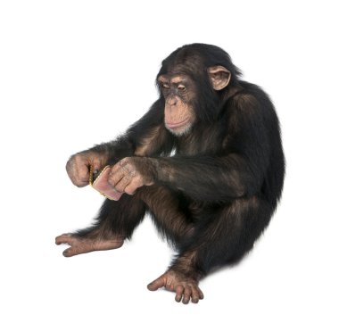 Young Chimpanzee looking himself at the pocket mirror - Simia tr clipart