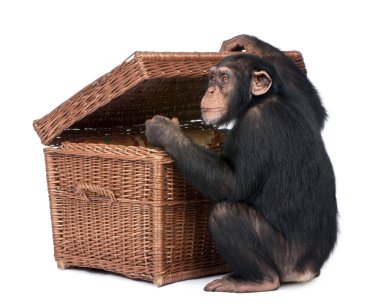 Young Chimpanzee looking into a chest clipart