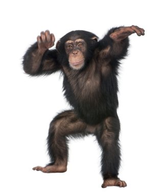 Genç şempanze dans