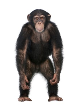 Young Chimpanzee standing up like a human - Simia troglodytes (5 clipart