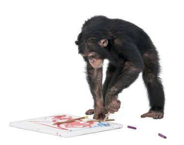 Chimpanzee drawing on a canvas - Simia troglodytes (5 years old) clipart