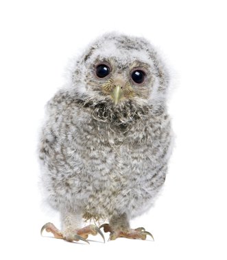 Front view of a owlet looking at the camera - Athene noctua (4 w clipart