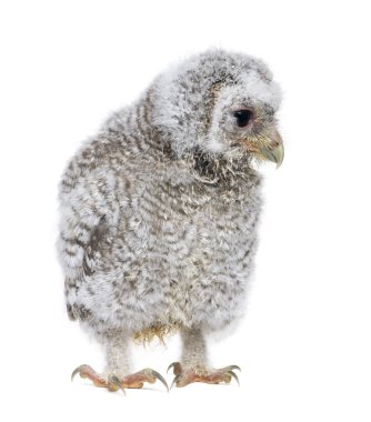 Owlet - Athene noctua (4 hafta eski)