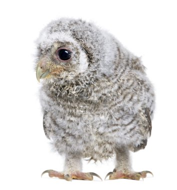 Owlet - Athene noctua (4 hafta eski)