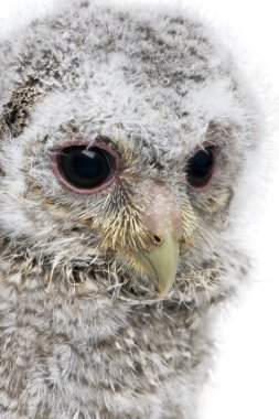 bir owlet's head - athene noctua (4 hafta eski bir close-up)