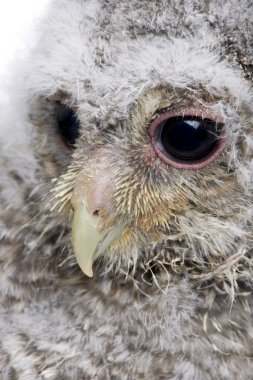 bir owlet's head - athene noctua (4 hafta eski bir close-up)