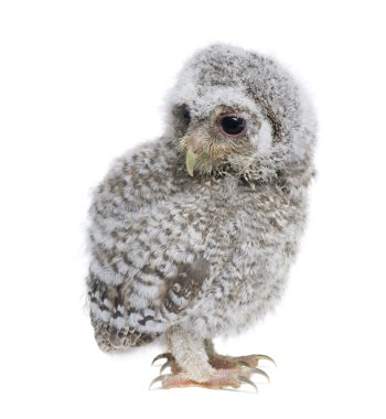 Baby Little Owl, 4 weeks old, Athene noctua, in front of a white clipart