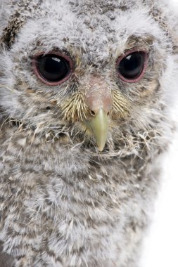 Close-up of Baby Little Owl, 4 weeks old, Athene noctua, in fron clipart