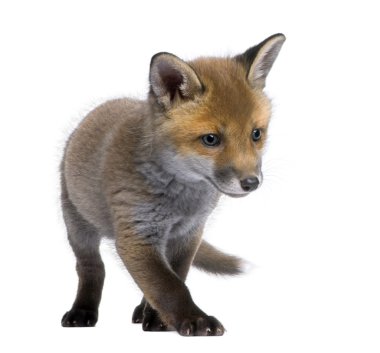 Red fox cub (6 Weeks old)- Vulpes vulpes clipart