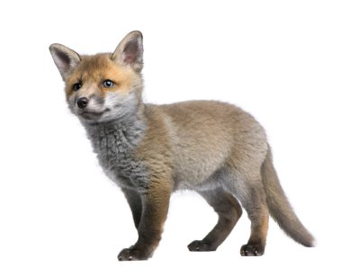 Red fox cub, Vulpes vulpes, 6 weeks old, standing in front of wh clipart