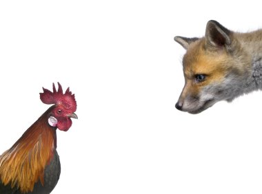 Red fox cub looking at rooster in front of white background, stu clipart