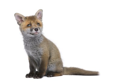 Red fox cub, Vulpes vulpes, 6 weeks old, sitting in front of whi clipart