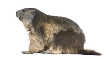 Alp Dağ sıçanı - Marmota marmota (4 yaşında)