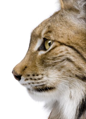 Close-Up bir bayağı vaşak 's head - lynx lynx (5 yaşında)