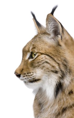 Close-Up bir bayağı vaşak 's head - lynx lynx (5 yaşında)