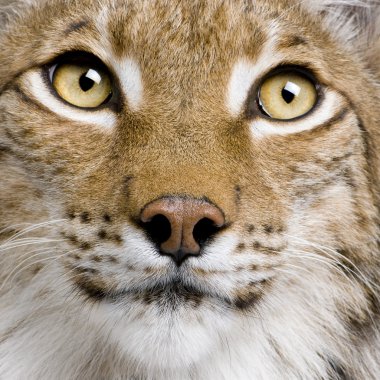 Close-up of Eurasian Lynx, lynx lynx, 5 years old, studio shot clipart