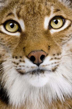 Close-up of a Eurasian Lynx's head - Lynx lynx (5 years old) clipart