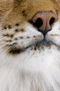 Close-up on a feline's snout - Eurasian Lynx - Lynx lynx (5 year clipart