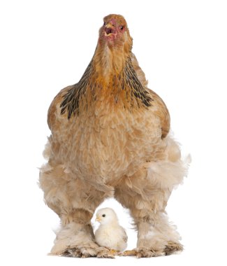 Brown Brahma Hen and her chick clipart