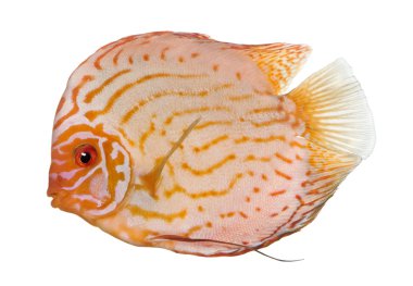 Güvercin kanı Discus (balık) - Symphysodon aequifasciatus