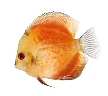 Fire Red Discus (fish) - Symphysodon aequifasciatus in front of a white background clipart