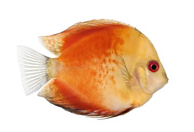 Fire Red Discus (fish) - Symphysodon aequifasciatus clipart