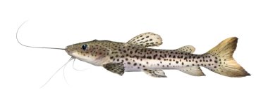 Catfish - Pseudoplatystoma fasciatum clipart