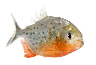 Piranha - Serrasalmus nattereri clipart