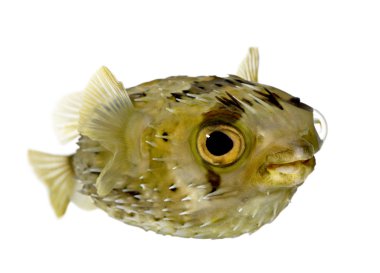 Long-spine porcupinefish also know as spiny balloonfish (fish) - clipart