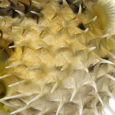 Close-up on a skin of a yellow Long-spine porcupinefish (fish) clipart