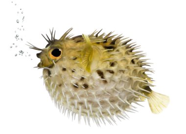 Long-spine porcupinefish also know as spiny balloonfish (fish) - clipart