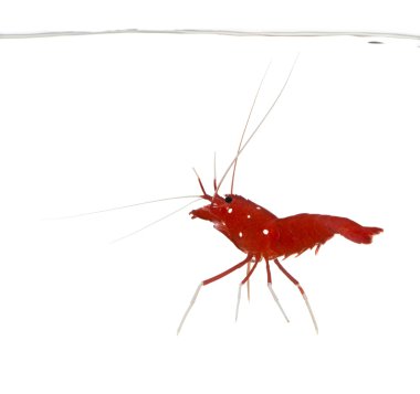 Fire Shrimp - Lysmata debelius clipart