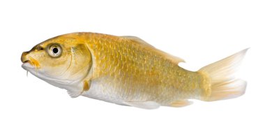 Sarı koi ogon cyprinus carpio