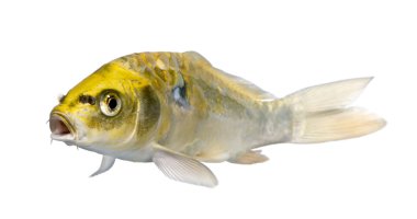 Sarı koi ogon cyprinus carpio