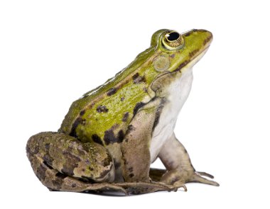 Side view of a Edible Frog looking up - Rana esculenta clipart