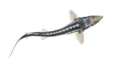 Diamond Sturgeon - Acipenser gueldenstaedtii clipart