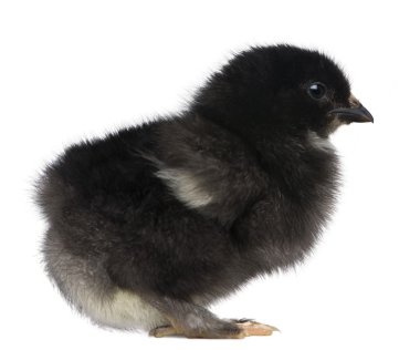 Baby chick standing in front of white background clipart