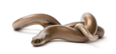 Slowworm - Anguis fragilis