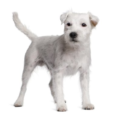 Parson russell terrier de mentira delante de fondo blanco