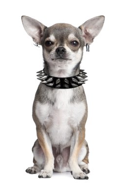 Portrait of Chihuahua clipart