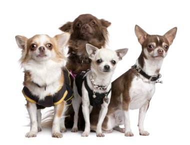 Group of 4 chihuahuas dressed-up clipart