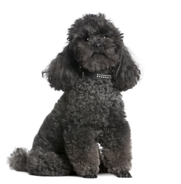 Toy poodle (4 yeras old) clipart