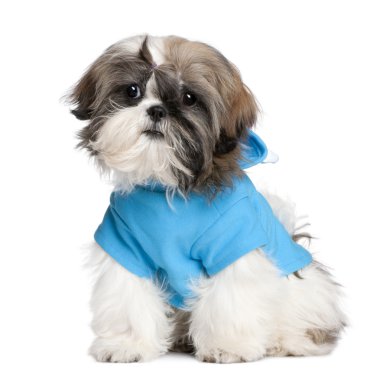 Shih Tzu with dresses clipart