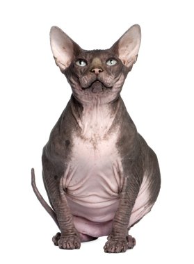 Sphynx (7 yaşında)