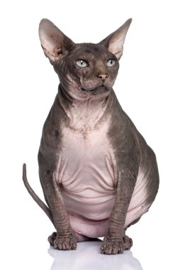 Sphynx (7 yaşında)